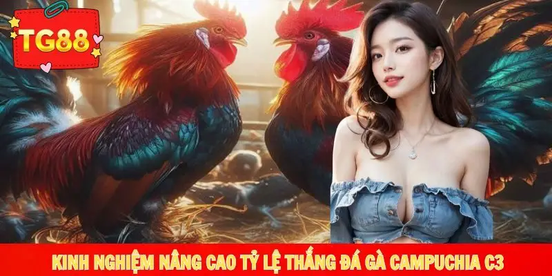 Bí quyết chơi cược đá gà C3 tối ưu chiến thắng